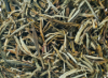 TE AMARILLO HUANG YA YELLOW TIPS
