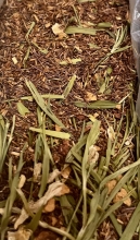 ROOIBOS MISTY