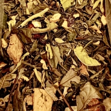 MAGICS FRUITS GREEN & WHITE TEA